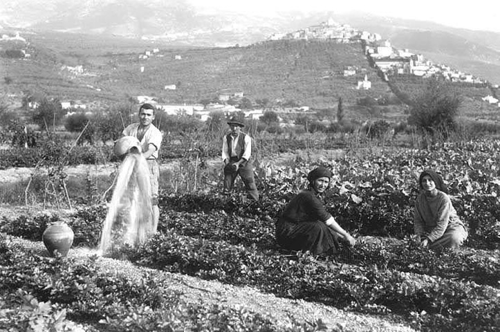 mercato del sedano foligno